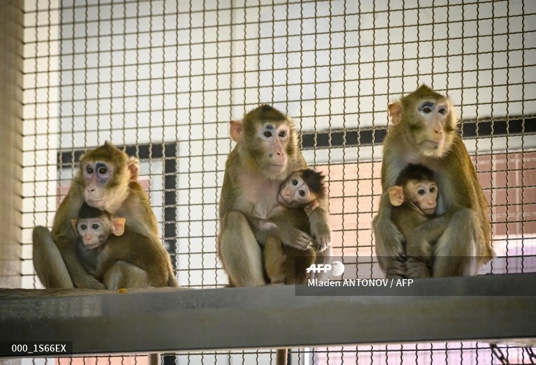 Viện Vaccine Quốc gia Thái Lan đã tiêm thử nghiệm vaccine COVID-19 cho 13 con khỉ đuôi dài và sẽ theo dõi nồng độ kháng thể sau khi chúng nhiễm virus SARS-CoV-2. Ảnh: AFP.