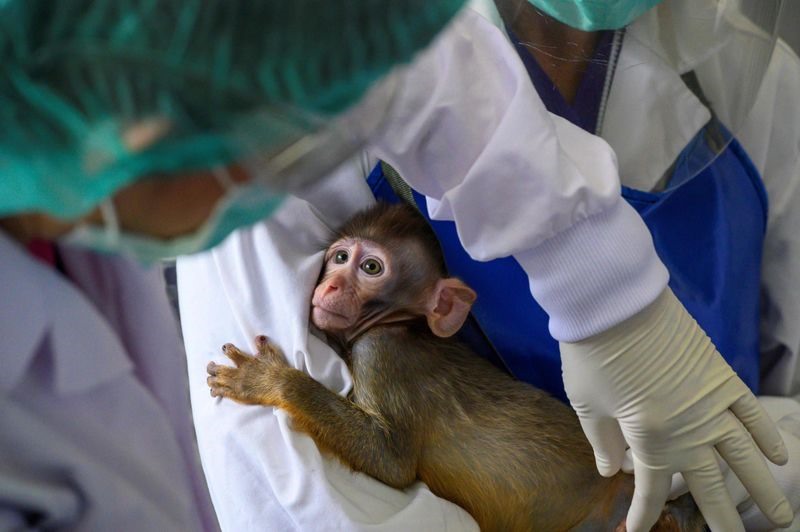 Một chú khỉ con trong phòng thí nghiệm đang được các nhân viên tại Trung tâm nghiên cứu linh trưởng quốc gia Thái Lan tại đại học Chulalongkorn ở Saraburi kiểm tra. Ảnh: AFP.