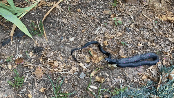 Con rắn nuốt chửng con thỏ trong vòng chưa đầy 20 giây.