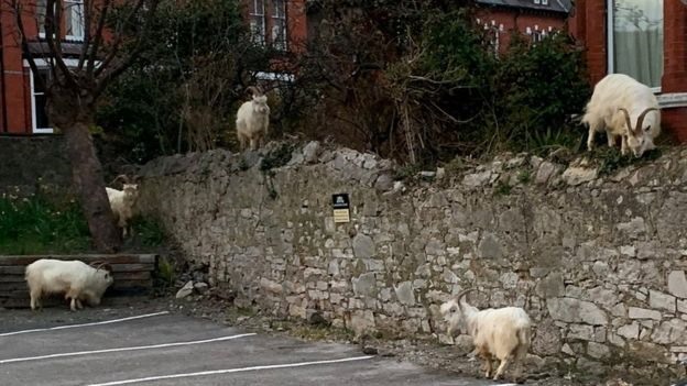 Hình ảnh các chú dê núi ăn cỏ và lang thang trên đường phố vắng vẻ ở Llandudno, xứ Wales được chia sẻ rộng rãi trên mạng xã hội khiến người xem thích thú. Ảnh: BBC