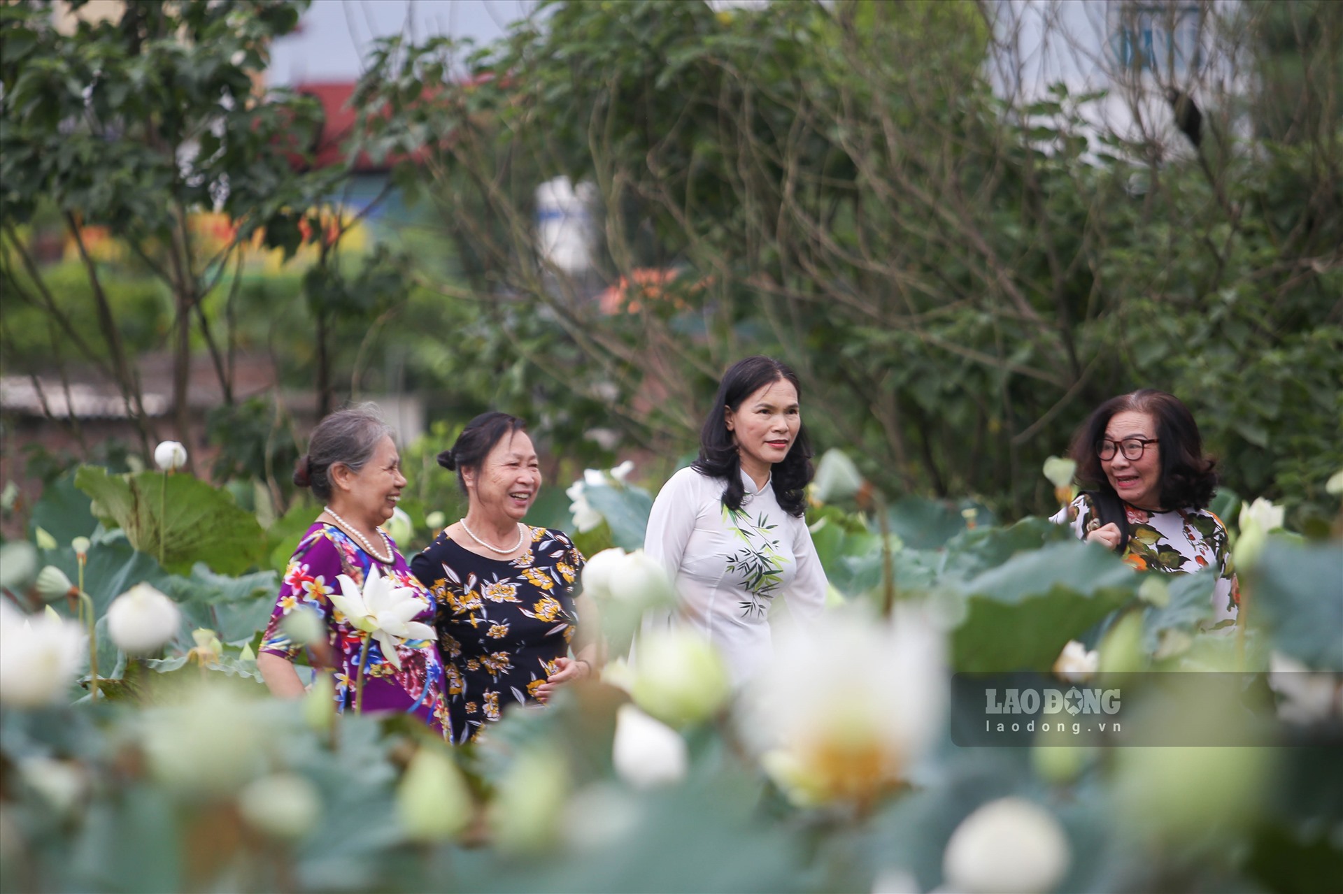 Đầm sen trắng Hà Nội là một trong những địa điểm du lịch tuyệt vời và phổ biến nhất trong thành phố. Hãy đến và thuê một chiếc thuyền để thư giãn và dạo quanh bên hoa sen trắng xinh đẹp để cảm nhận vẻ đẹp của địa điểm này.