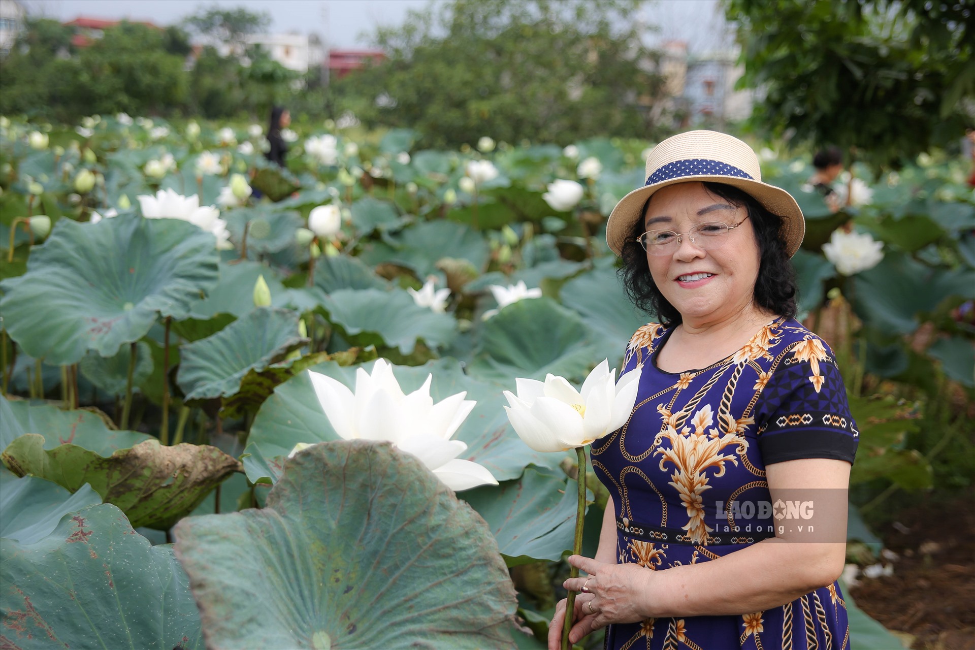 Thưởng thức vẻ đẹp của đầm sen trắng độc nhất vô nhị tại Hà Nội