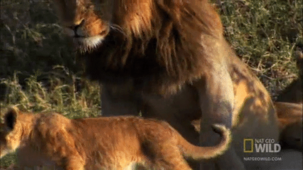 Sư tử đực thảnh thơi bên vợ con. Nguồn: Nat Geo