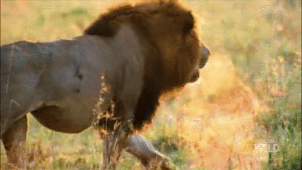 Sư tử đực bảo vệ được lãnh thổ và gia đình. Nguồn: Nat Geo