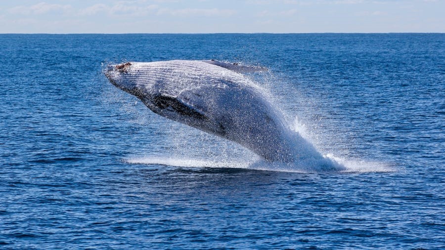 Cá voi xanh là loài động vật lớn nhất tồn tại trên hành tinh, với cái lưỡi có kích thước ngang một con voi. Cá voi xanh đang đối mặt với nguy cơ tuyệt chủng. Nó có thể dài tới hơn 32 mét và nặng tới 200 tấn. Tim của cá voi xanh nặng tương đương với trọng tải của một chiếc xe cứu thương. Những “người” khổng lồ đại dương có thể bơi tối đa 32 km/h, nhưng chúng thường di chuyển vận tốc 8 km/h ngoài ở ngoài biển. Cá voi xanh có thể được nhìn thấy ngoài khơi Trincomalee, Sri Lanka, từ giữa tháng 3 đến giữa tháng 4 và ở Tây Australia từ tháng 5 đến tháng 12 hàng năm. Ảnh: CNN