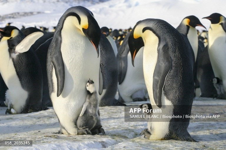 him cánh cụt hoàng đế cư trú ở Nam Cực và là loài chim cánh cụt lớn nhất thế giới với chiều cao trung bình hơn 1,1 mét và nặng gần 45 kilogam. Những con chim tuyệt vời này không thể bay, nhưng chúng bơi cực kỳ nhanh. Chúng có thể ở dưới nước tới 22 phút và là loài chim duy nhất sinh sản ở Nam Cực. Ảnh: AFP
