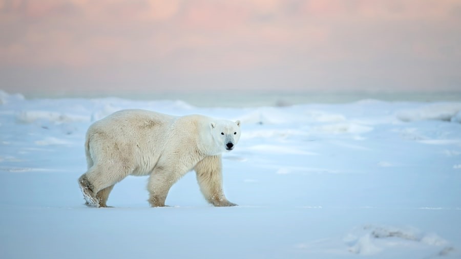 Gấu trắng Bắc Cực là loài gấu lớn nhất thế giới và cũng là loài săn mồi trên cạn lớn nhất.  Nó nặng khoảng 680 kilogam và dài tới 2,7 mét. Gấu trắng Bắc Cực có thể nặng hơn tổng số cân cộng lại của 1 con sư tử và 1 con hổ đực. Nó được cho là loài có nguy cơ tuyệt chủng của Mỹ vì ảnh hưởng bởi biến đổi khí hậu kể từ năm 2008. Nó thường sống ở Churchill, phía bắc Manitoba. Phần còn lại nằm rải rác khắp Alaska, Na Uy, Greenland và Nga. Ảnh: CNN