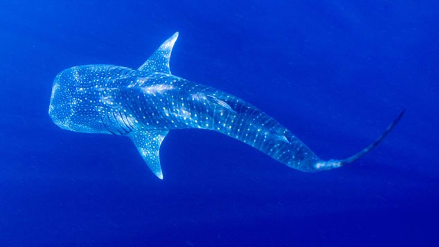Cá mập voi là loài cá lớn nhất được biết đến và đang có nguy cơ tuyệt chủng. Nó có chiều dài khoảng gần 19 mét, với cái miệng rộng 1,5 mét. Loài khổng lồ hiền lành này không gây ra mối đe dọa nào cho con người. Nó di chuyển với vận tốc khoảng 5km/h. Cá mập voi được tìm thấy ở các đại dương nhiệt đới như Khu bảo tồn biển Gladden Spit ở Belize giữa tháng 3 và tháng 6, Công viên biển Ningaloo ở Tây Australia giữa tháng 3 và tháng 8 và Isla Holbox ở Mexico giữa tháng 5 và tháng 10. Ảnh: CNN