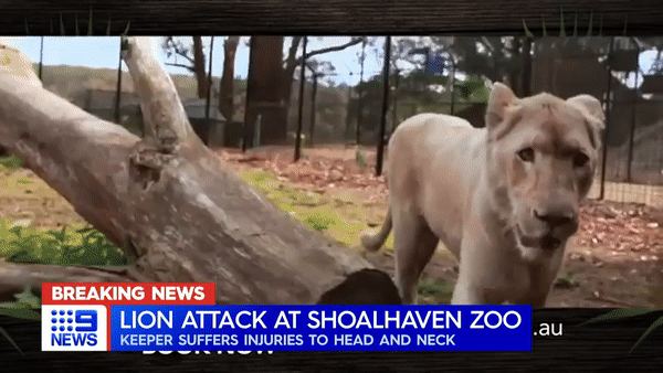Sư tử trong sở thú Shoalhaven. Nguồn: 9 News