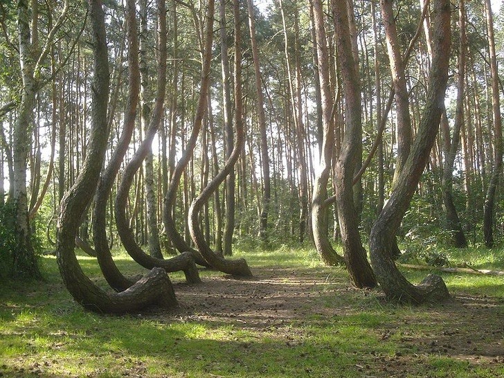 Rừng cong (Crooked Forest): Là khu rừng thuộc làng Nowe Czarnowo ở phía nam Szcezecin, Ba Lan. Khu rừng bao gồm 400 cây thông uốn cong 90 độ ở gốc trong khi thân cây mọc thẳng đứng. Tất cả cây trong rừng đều cong về hướng bắc. Theo các nhà khoa học ước tính, các cây thông ở đây đều mọc tự nhiên khoảng 7 - 8 năm trước khi bị bẻ cong. Một số người gọi nó là Rừng Quỷ vì những lý do rõ ràng, mặc dù nó được gọi chính thức là Krzywy Las trong tiếng Ba Lan.