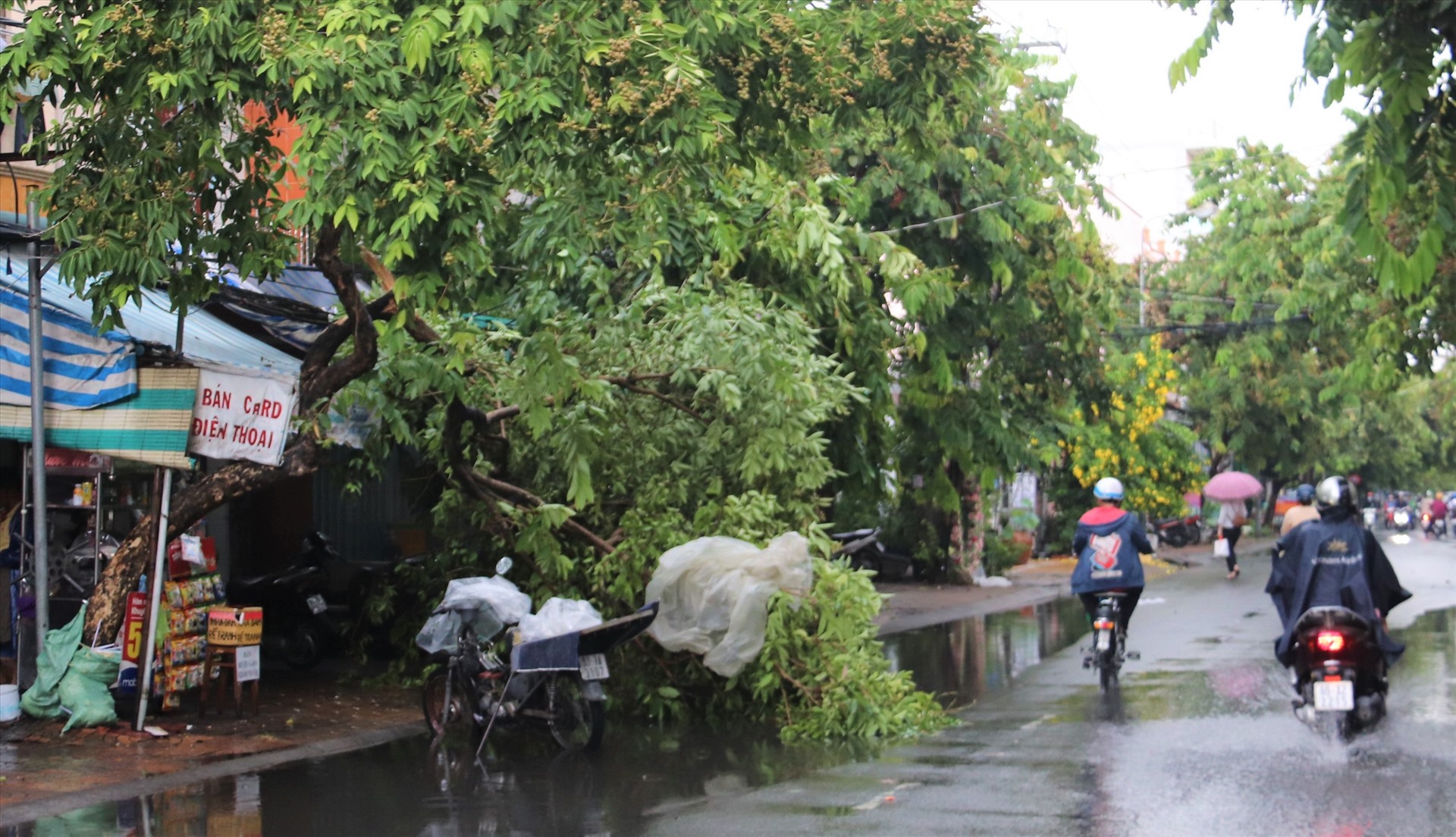 Một cây xanh trên đường Võ Trường Toản (quận Ninh Kiều) bị gãy nhánh. Ảnh: Thành Nhân