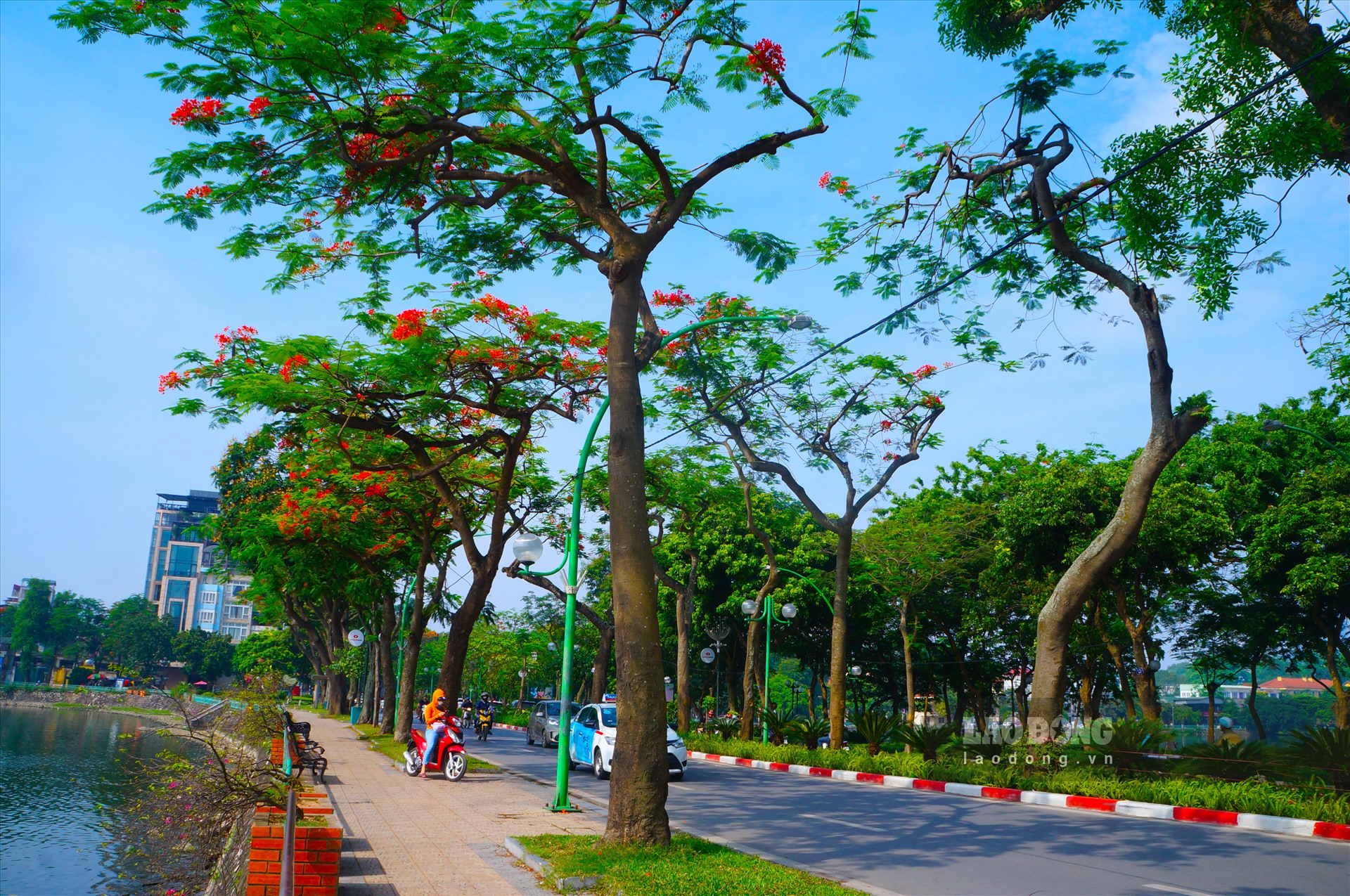 Lòng đường đẹp, vỉa hè thoáng rộng và những hàng cây xanh mát quanh năm của đường Thanh Niên đã mang đến cho Thủ Đô Hà Nội những không gian xanh đáng quý.
