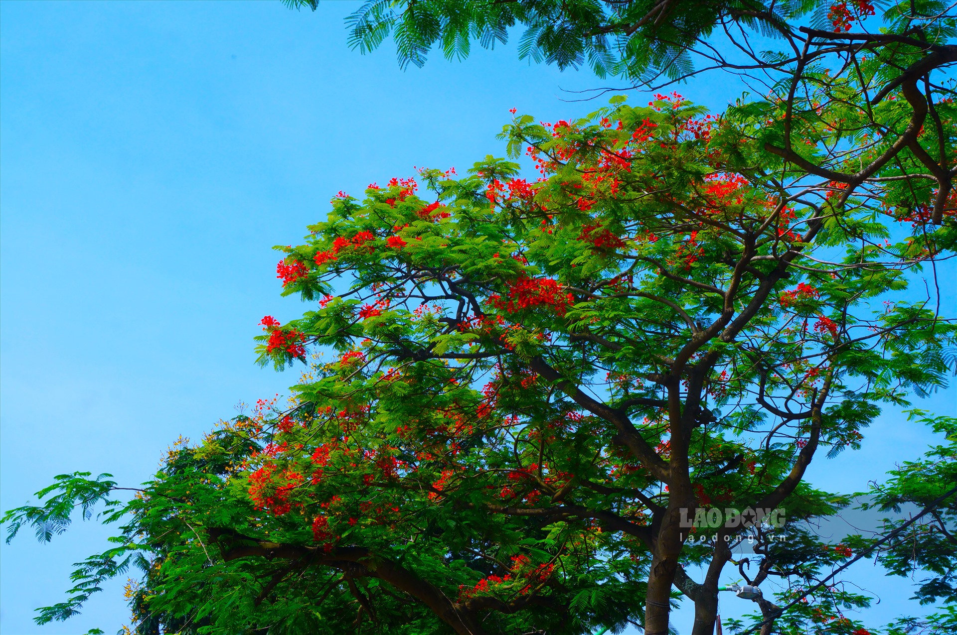 Con đường hoa phượng là một trong những địa điểm thú vị tại Việt Nam. Những hàng cây phượng đỏ bừng tạo nên một cảnh quan đẹp mê hồn, đặc biệt là trong mùa hè với những cánh hoa rực rỡ. Hãy cùng chiêm ngưỡng những hình ảnh đẹp để cảm nhận được sự lãng mạn và tình yêu của con đường hoa phượng.
