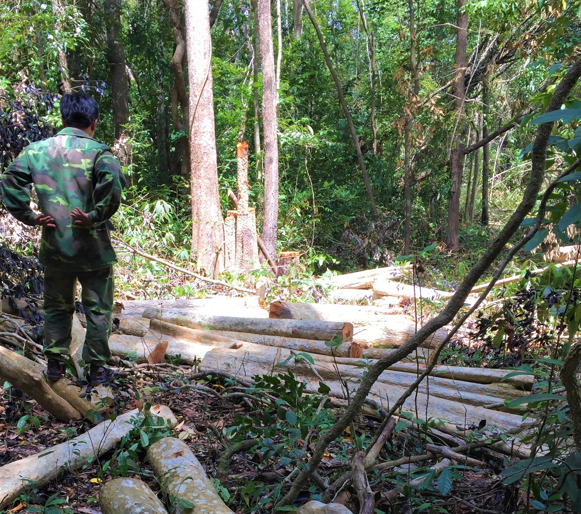 Hiện trường một vụ phá rừng tại khu bảo tồn thiên nhiên Ea Sô (Đắk Lắk). Ảnh: Quốc Hùng