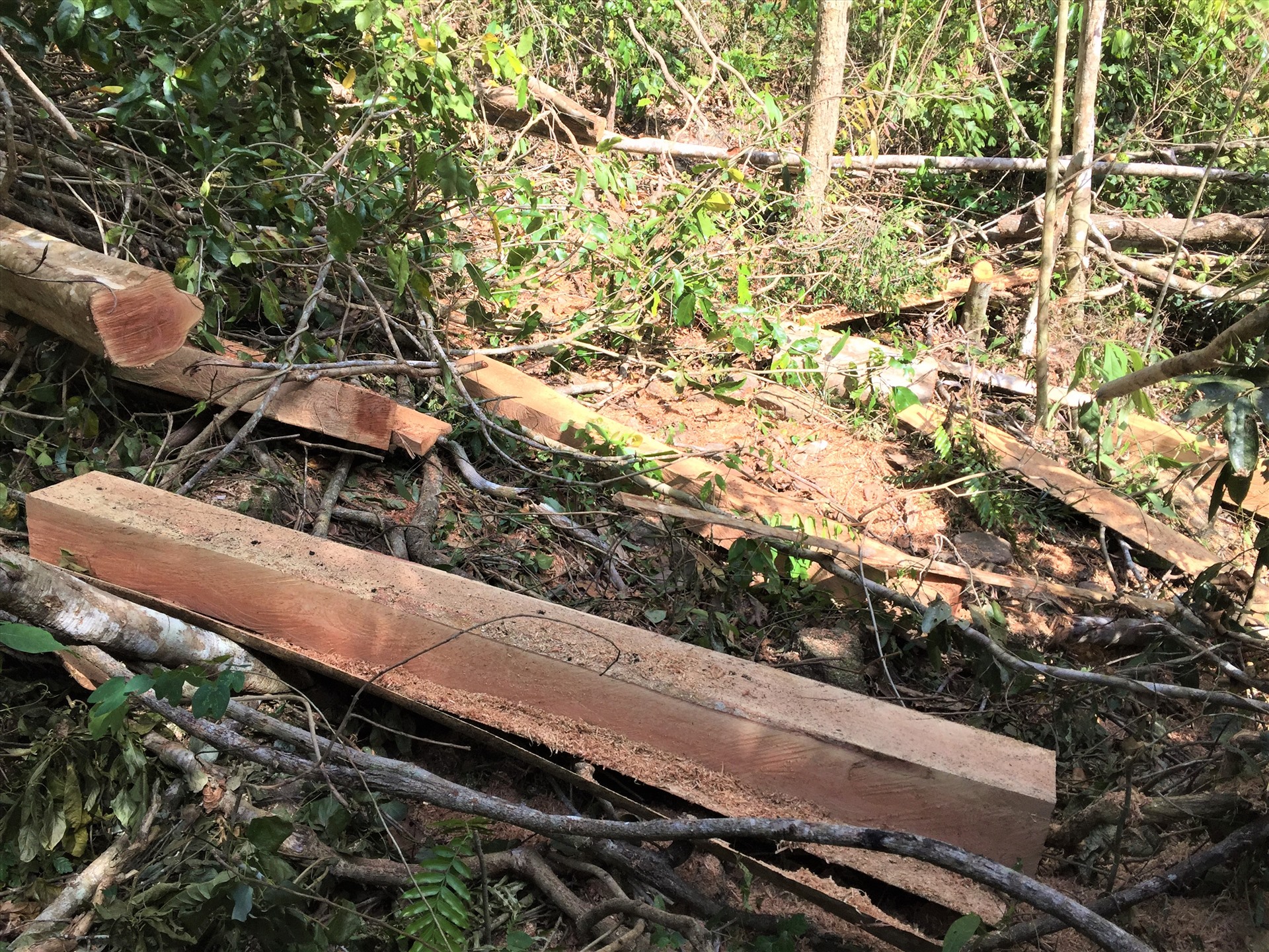 Hiện trường một vụ phá rừng tại khu bảo tồn thiên nhiên Ea Sô (Đắk Lắk). Ảnh: Bảo Trung