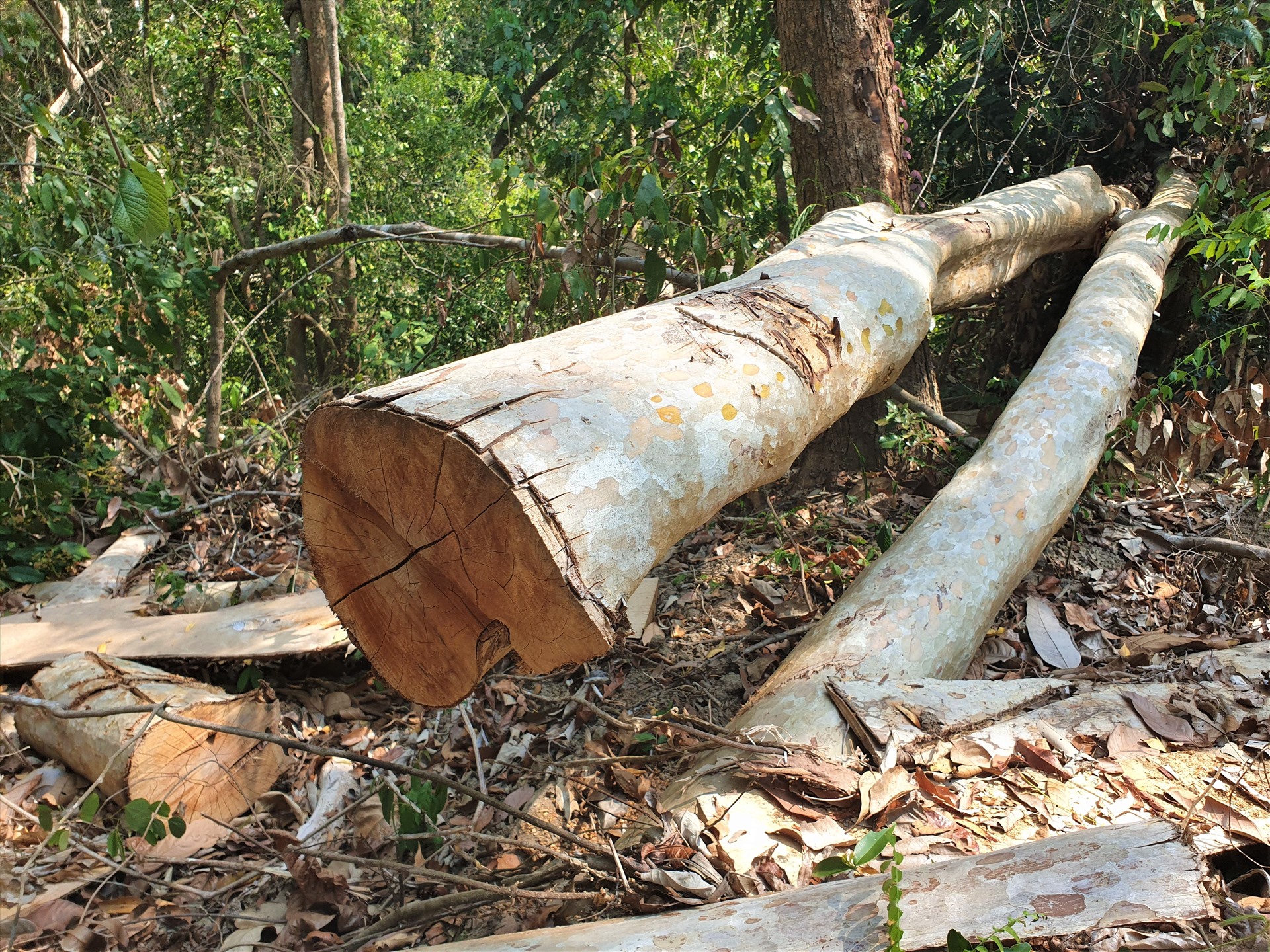 Hiện trường một vụ phá rừng tại khu bảo tồn thiên nhiên Ea Sô (Đắk Lắk). Ảnh: Bảo Trung