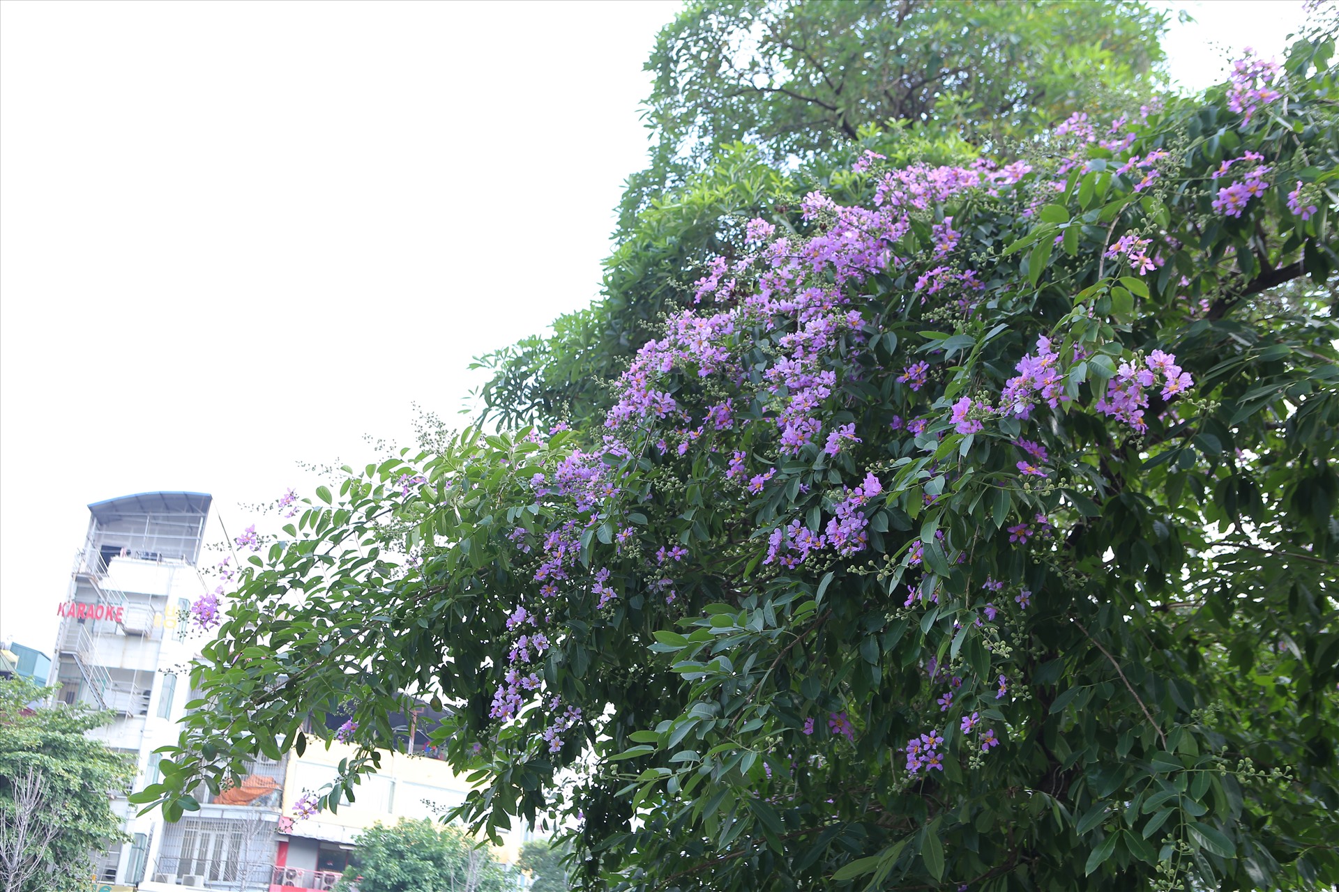 Được biết đến như một loài hoa đặc trưng của miền nhiệt đới Nam Á, cây bằng lăng, ban đầu được trồng để làm cảnh quan đô thị và để tạo bóng mát dần trở thành một điểm nhấn quen thuộc với Hà Nội vào mỗi dịp hè về. Ảnh: Lê Hoan