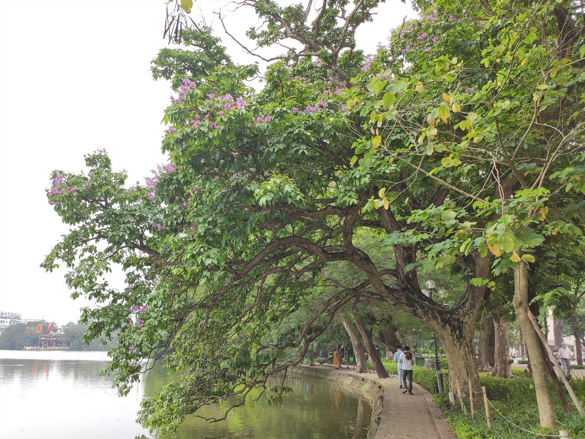 Tại Hồ Hoàn Kiếm, những cây bằng lăng cổ thụ đang bắt đầu nở rộ, làm đẹp cho khuôn viên phố đi bộ và làm dịu đi cái nắng nóng của mùa hè. Ảnh: Hoàng Cường