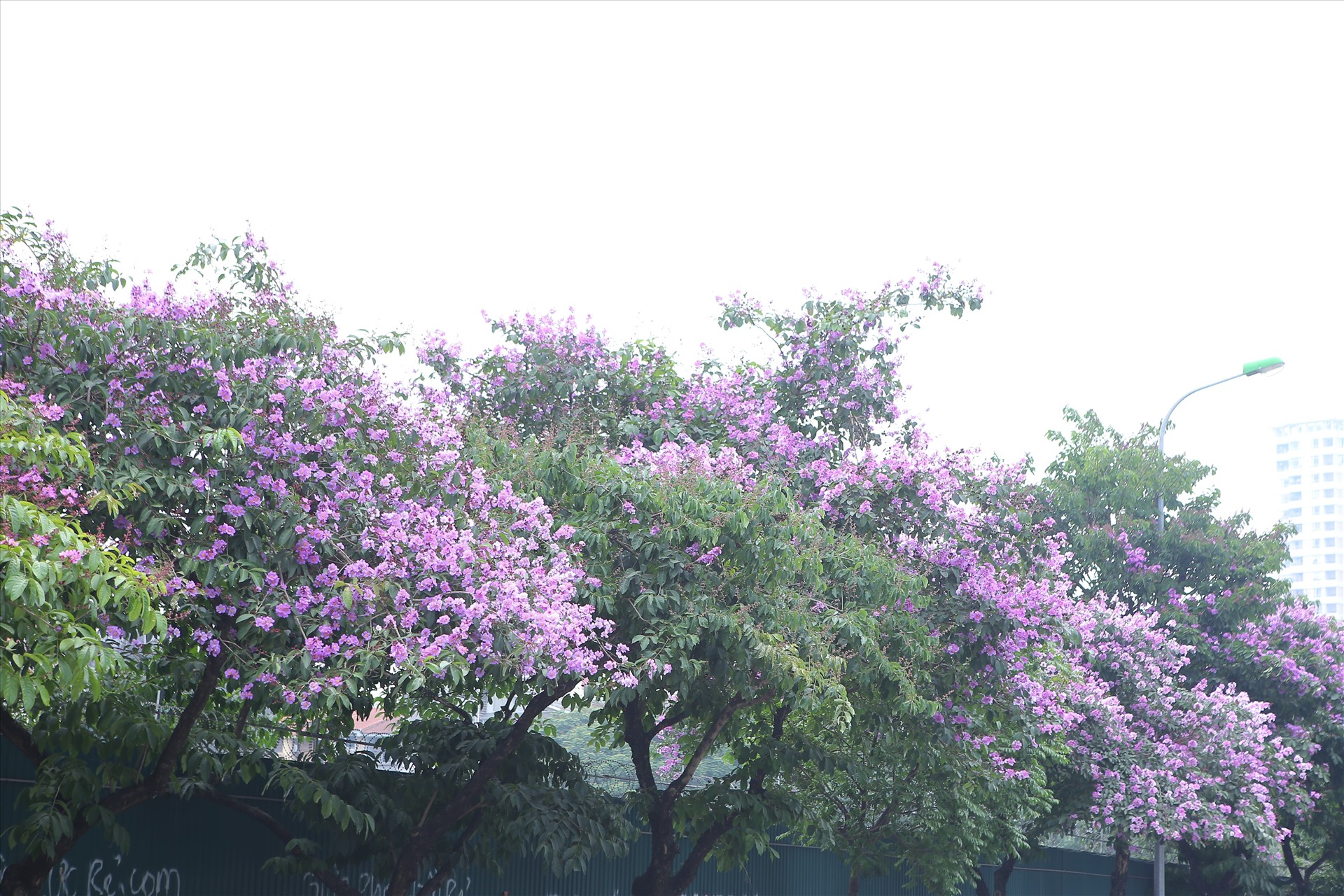 Trên phố Trần Thái Tông, hoa bằng lăng nở rộ làm cả đoạn phố rực rỡ màu hoa tím ngắt.