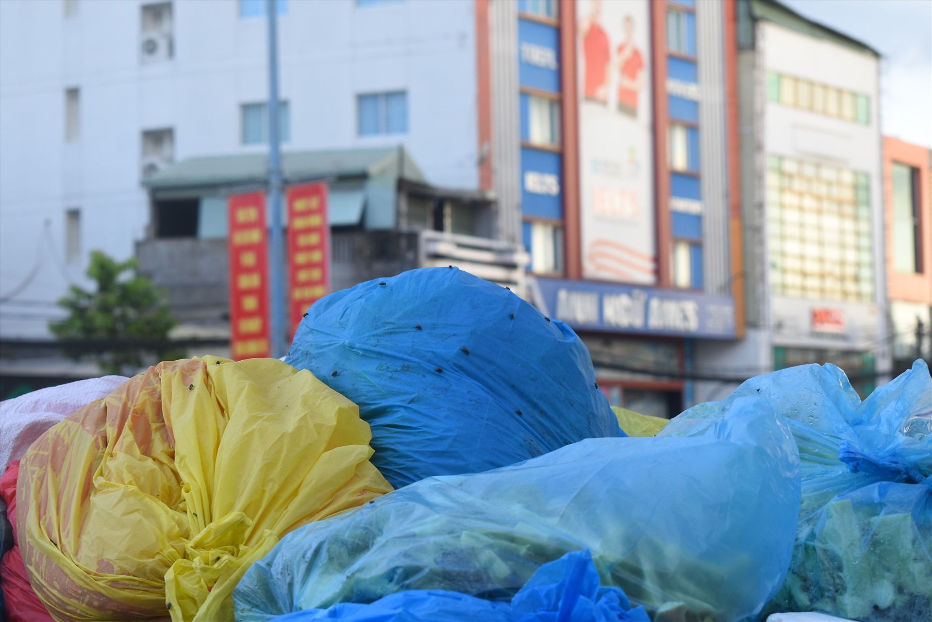 Ruồi đậu lên rác tại các điểm tập kết gây nguy cơ mất vệ sinh.