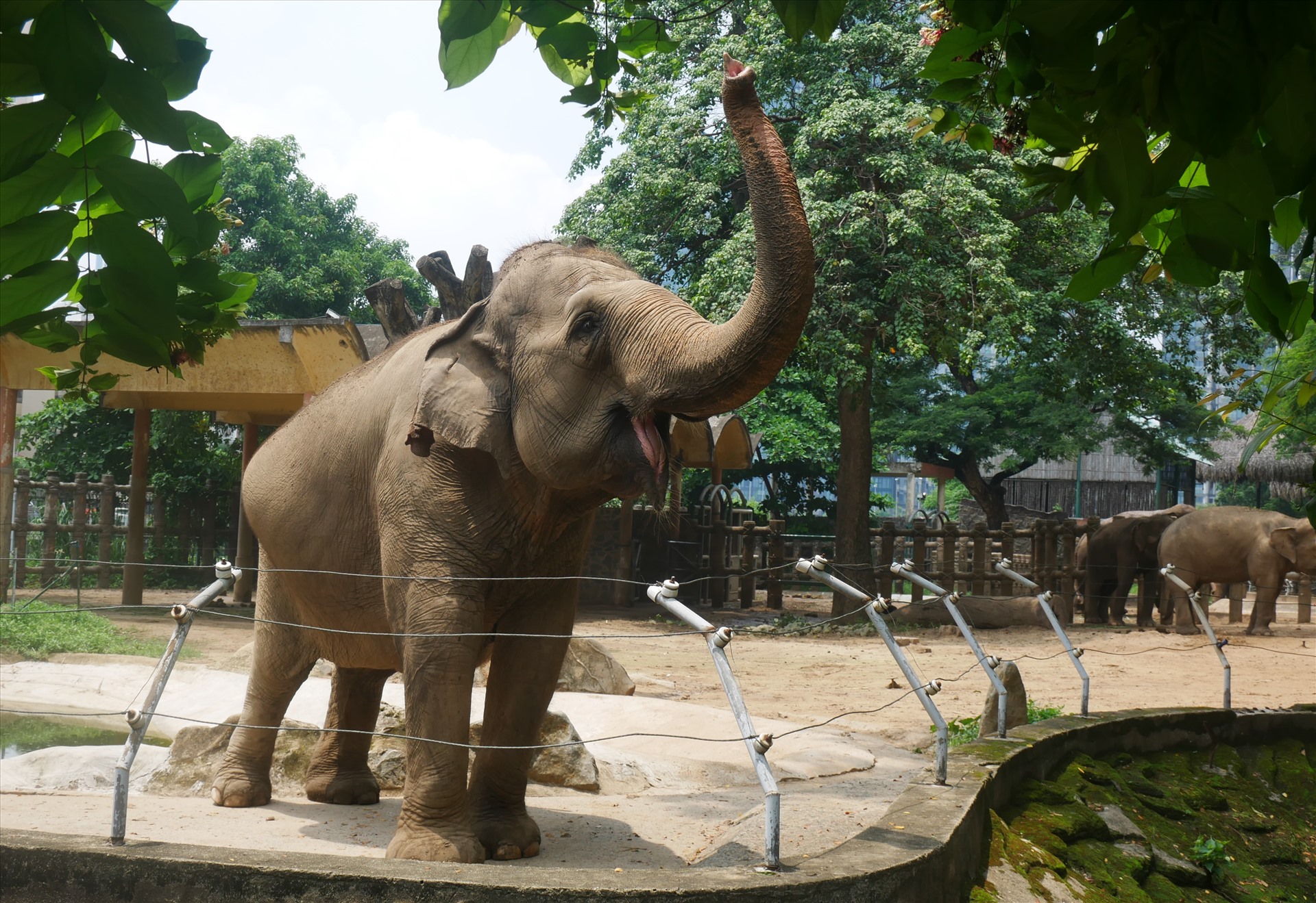 Sau nhiều ngày tạm đóng cửa vắng vẻ du khách, nay có nhiều du khách tới tham quan,  các chú voi liên tục có nhiều động tác tỏ ra vui vẻ khi có du khách quay trở lại.