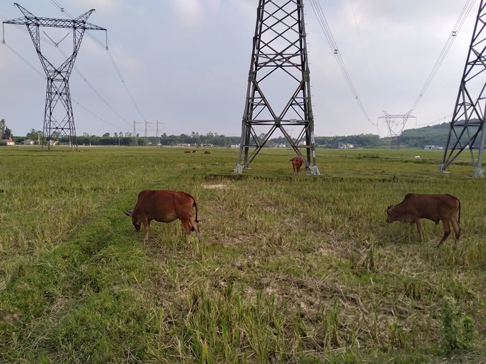 Ruộng lúa ở Yên Thành dù đã đến vụ gieo cấy nhưng vẫn bỏ hoang vì thiếu nước. Ảnh: Tiến Dũng
