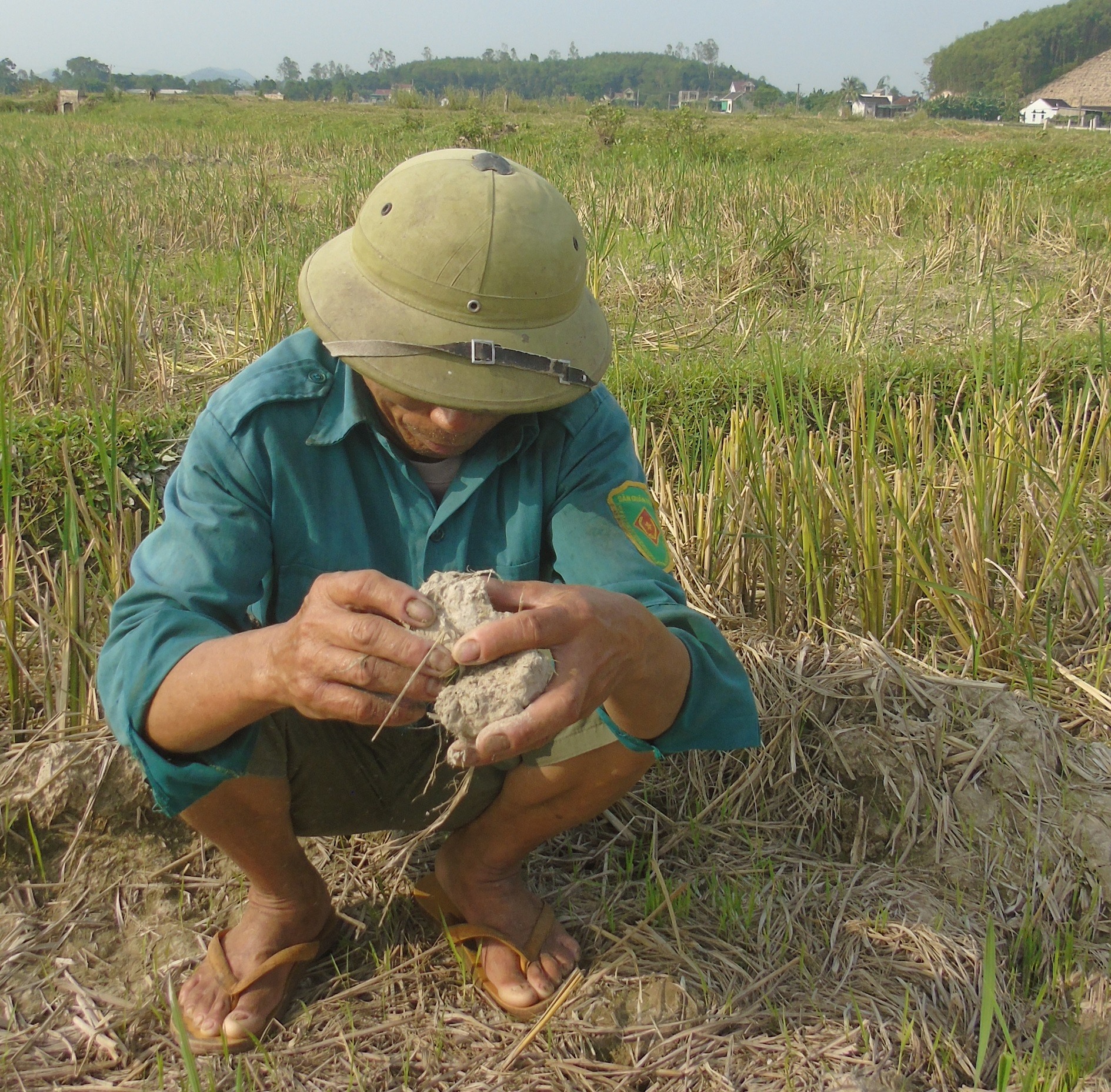 Nông dân huyện Yên Thành bất lực vì ruộng lúa khô hạn. Ảnh: Tiến Dũng