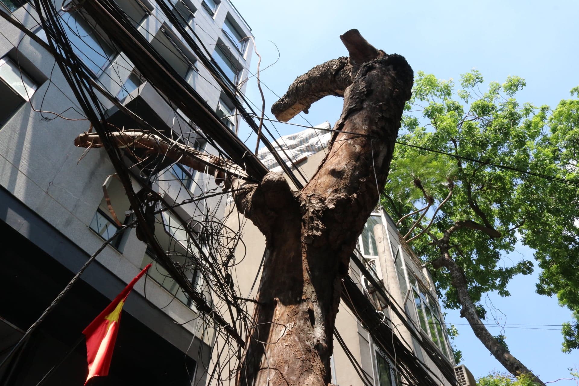 Thân cây chết khô chằng chịt dây điện trên tuyến phố Hoàng Hoa Thám.