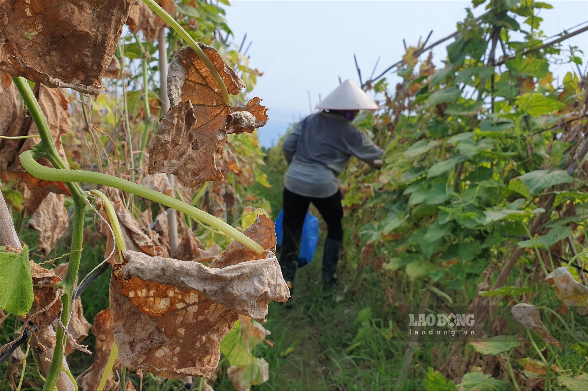 Bên cạnh đó, nắng nóng cũng làm mọi loại cây trồng trở nên khô héo