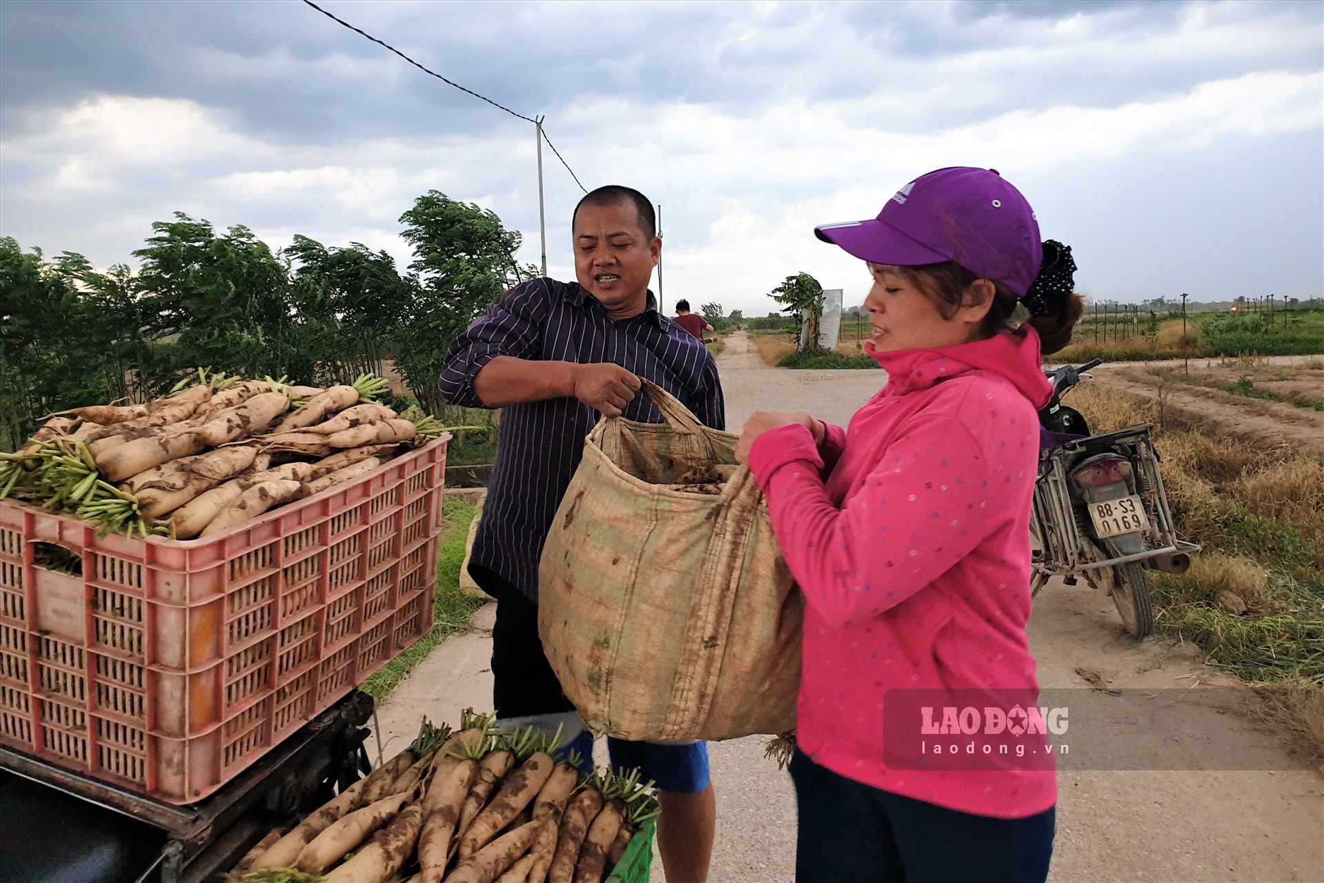 Được biết, Thôn Đông Cao là vùng trồng rau tập trung nhất của xã Tráng Việt, có diện tích gieo trồng vào khoảng trên dưới 200 ha  (trong đó có hơn 100 ha được Chi cục Bảo vệ Thực vật Hà Nội cấp giấy chứng nhận đủ điều kiện sản xuất rau an toàn và 10 ha sản xuất theo tiêu chuẩn VietGAP)