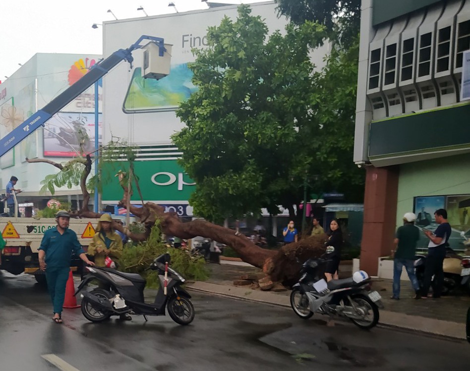 Tại khu vực phía trước ngân hàng Vietcombank trên tuyến đường Hòa Bình, một số cây xanh gãy đổ và bật gốc