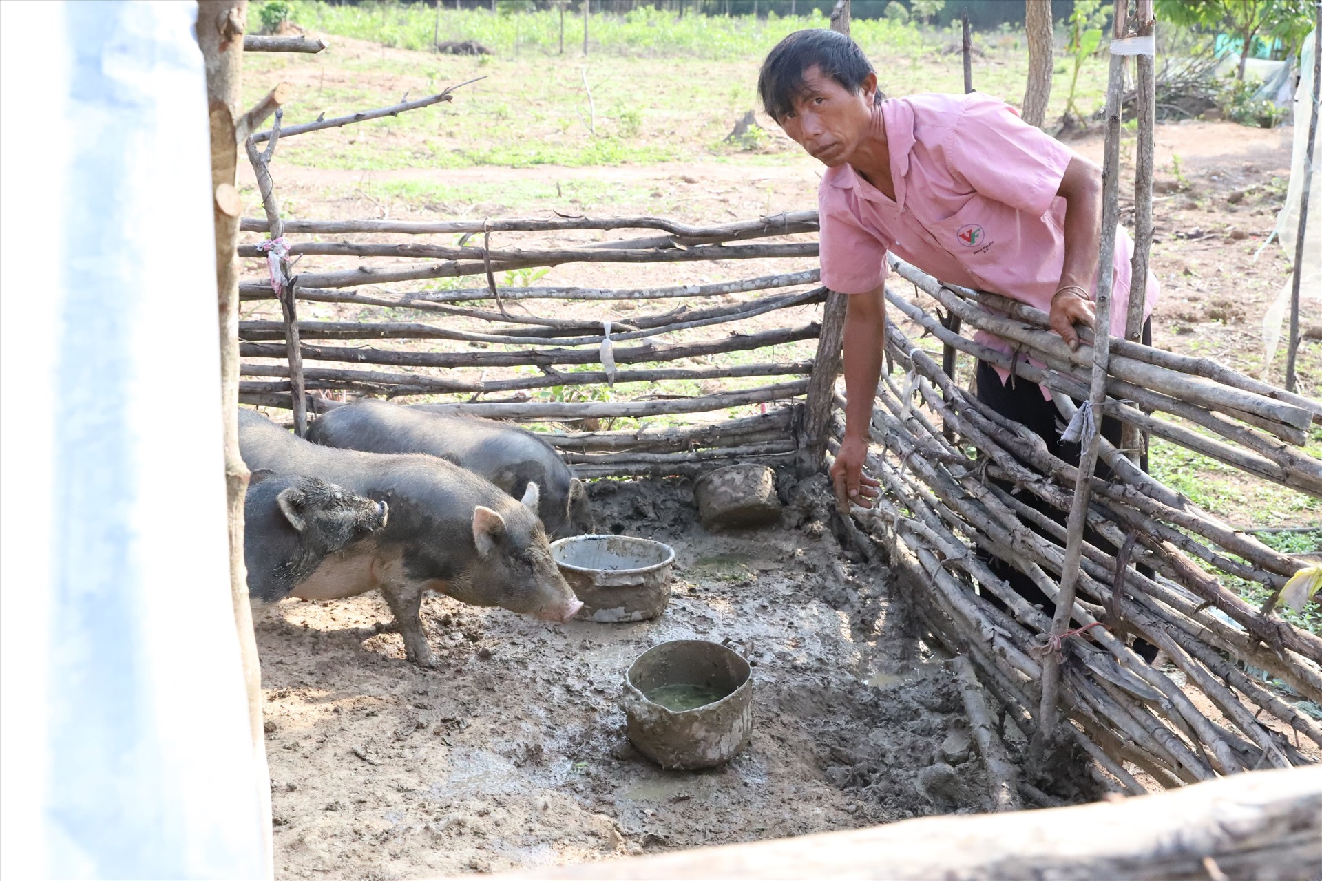 Cũng như người dân trong làng, gia đình Cháy mặc dù còn nhiều khó khăn nhưng vẫn tăng gia sản xuất, nuôi lợn gà để có thêm thu nhập.