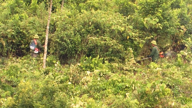 Người dân dùng máy cắt xẻ phát rừng trái phép để chiếm đất trồng cây