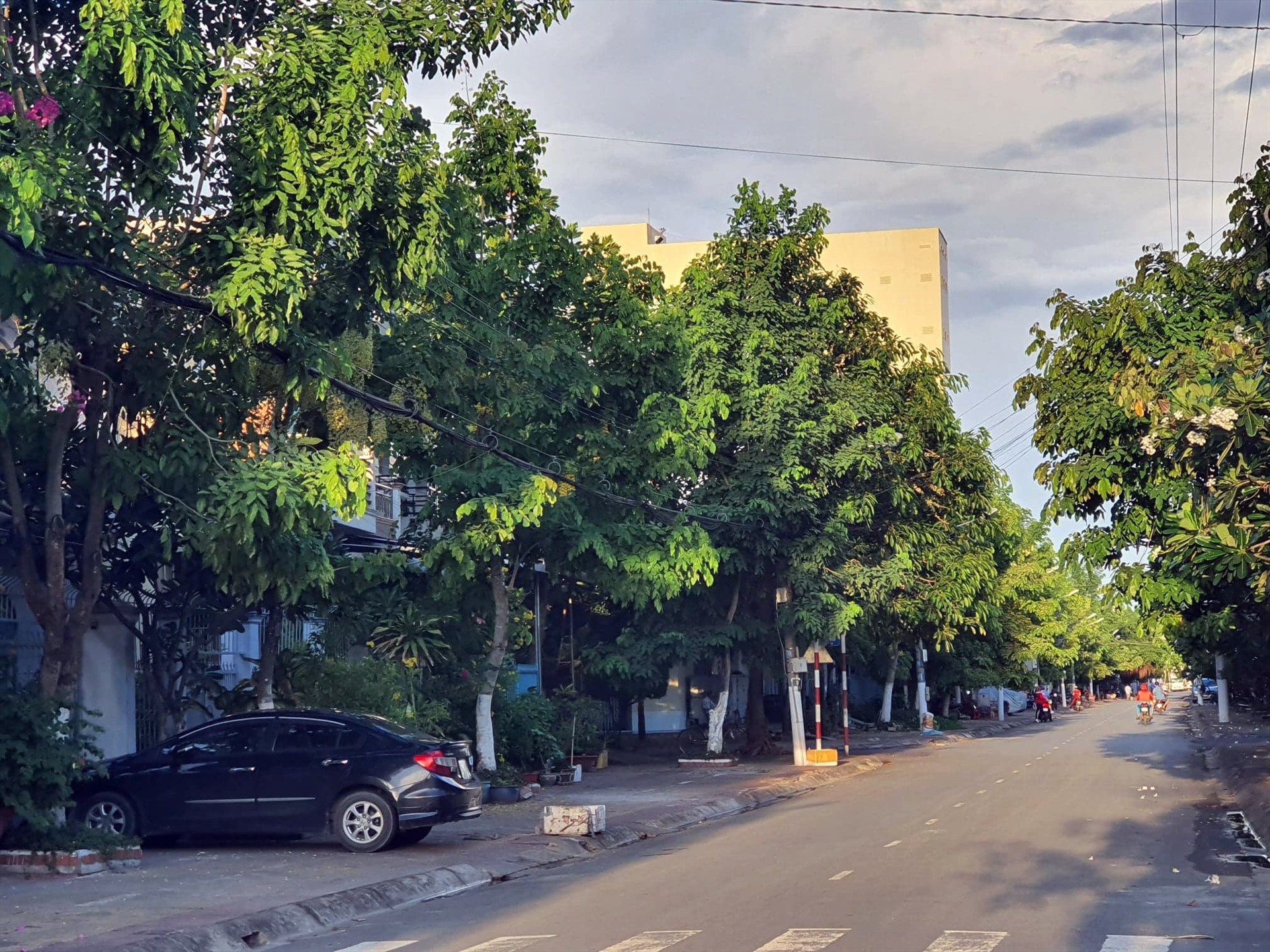 Một hàng cây xanh trên đường Ngỗ Quang Nhã, phường 1, thành phố Bạc Liêu (ảnh Nhật Hồ)