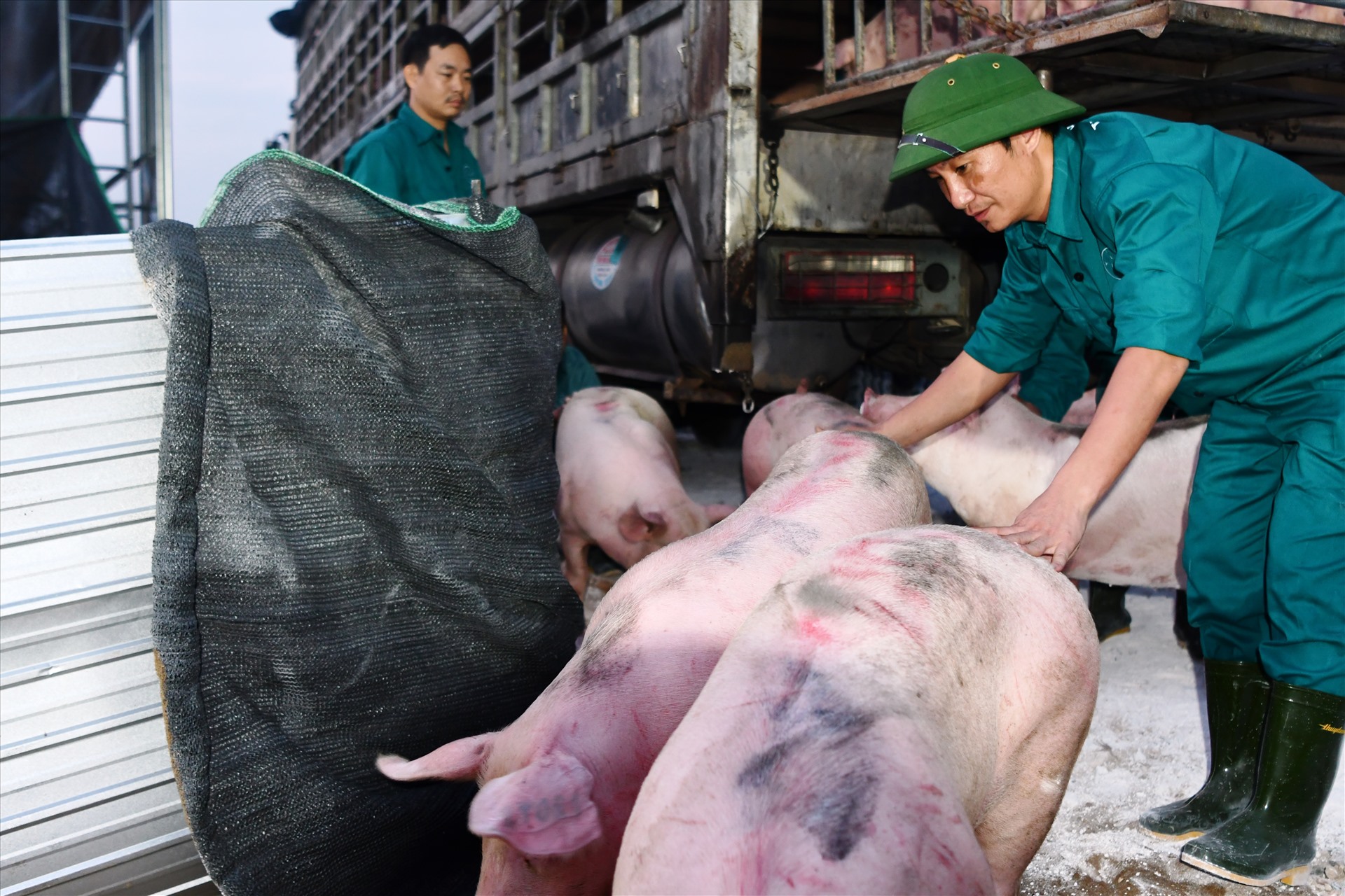 Lợn giống nhập khẩu từ Thái Lan. Ảnh: Văn Giang