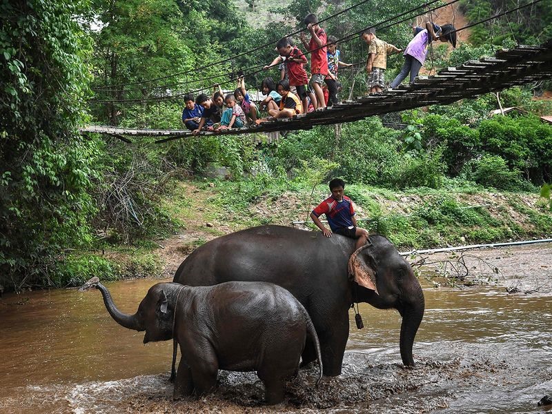 Ngoài ra, việc tìm kiếm 300 kg cây cho mỗi con voi - chế độ ăn trung bình hàng ngày của chúng - cũng là một thách thức. Ảnh: AFP.
