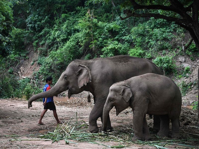Có nhiều lo ngại rằng những quản tượng đang chán nản vì dịch bệnh có thể sẽ dùng voi chuyển sang khai thác gỗ bất hợp pháp xung quanh biên giới Thái Lan-Myanmar. Ảnh: AFP.