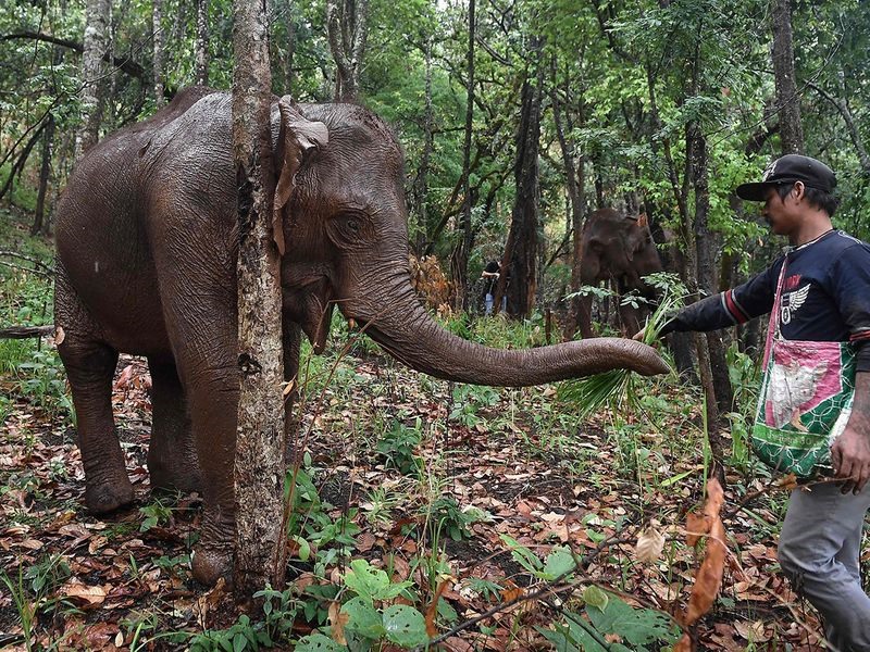 Một số người hy vọng thời điểm này sẽ là khoảng lặng đối với những động vật hoang dã hoạt động trong ngành du lịch ở Thái Lan, số khác thì vui mừng vì được sống bên “những người anh em” đi xa trong nhiều năm. Ảnh: AFP.