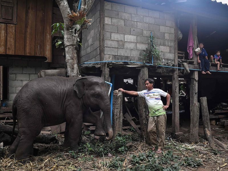 Nhà của những con voi này là ngôi làng phía bắc Huay Pakoot, nơi các thế hệ người dân tộc thiểu số Karen đã chăm sóc và nuôi dạy trong bốn thế kỷ qua. Ảnh: AFP.