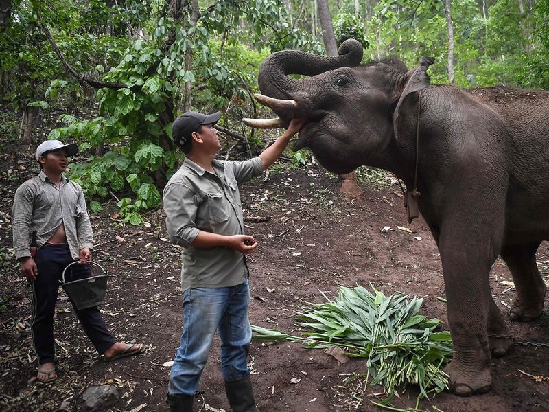 Quản tượng chăm sóc voi và huấn luyện chúng thành thạo những màn biểu diễn cho khách du lịch tại các khu vui chơi giải trí hay khu bảo tồn ở Thái Lan. Ảnh: AFP.