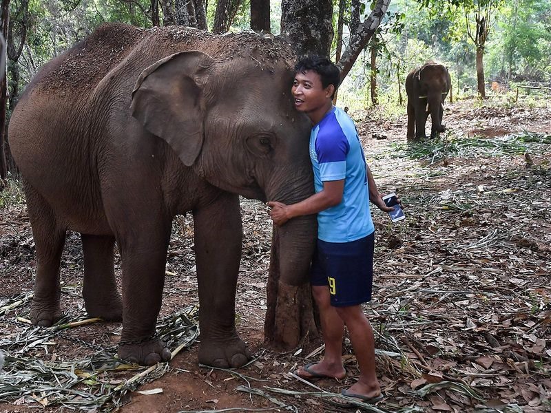 Đại dịch COVID-19 đã làm tê liệt du lịch toàn cầu những con voi được đưa về nhà. “Chúng mệt mỏi nhưng khá hạnh phúc“, Chaiyaporn, một quản tượng 15 năm kinh nghiệm cho biết. Ảnh: AFP.