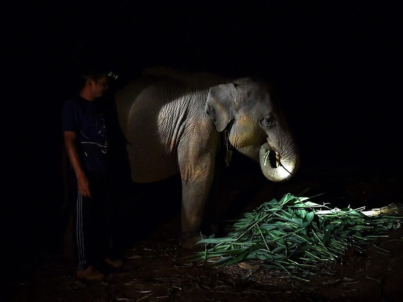 Theerapat Trungprakan, chủ tịch Hiệp hội liên minh voi Thái Lan cho biết, khoảng 3.000 con voi và quản tượng của chúng đã quay trở lại quê nhà trong hai tháng qua. “Cuộc di cư lớn trong thời gian ngắn như vậy là chưa từng có“, ông nói. Ảnh: AFP.