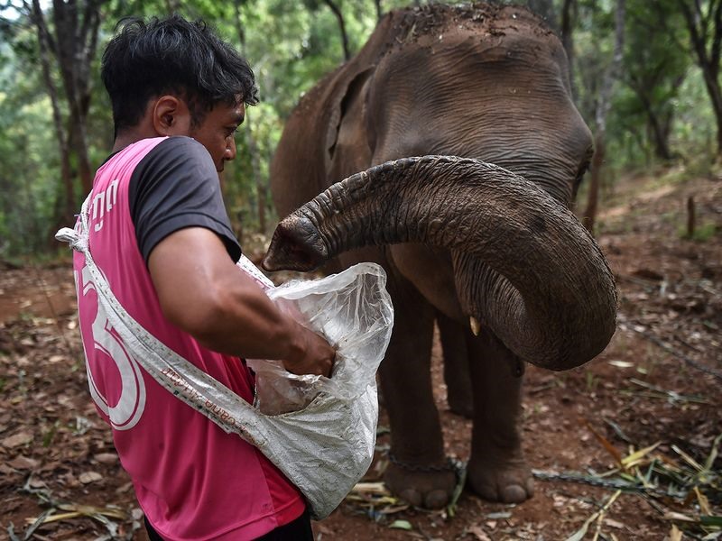 Hầu hết những con voi vẫn ở trong rừng vào ban đêm và được các quản tượng trông coi. Tuy nhiên, đôi khi chúng trốn thoát và lang thang khắp nơi trong vùng, làm dấy lên những lo ngại nguy cơ bị tổn thương bởi những người cố gắng bảo vệ vụ mùa. Ảnh: AFP.