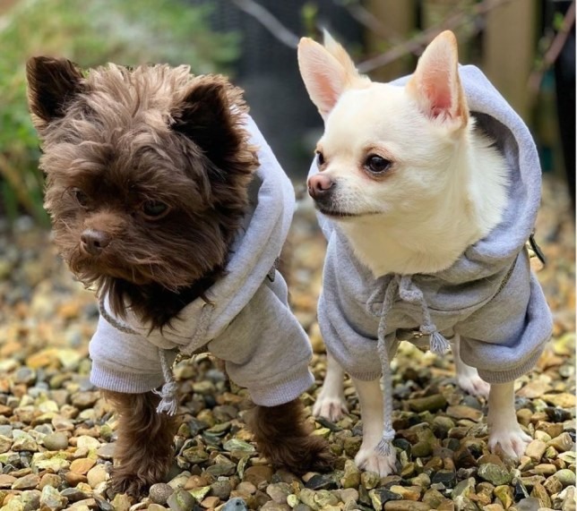 Chú chó Reggie (bên trái) và chú chó Romeo (bên phải) được chủ nhân chi 25.000 USD để thiết kế riêng tủ quần áo cho mình. Ảnh: Metro