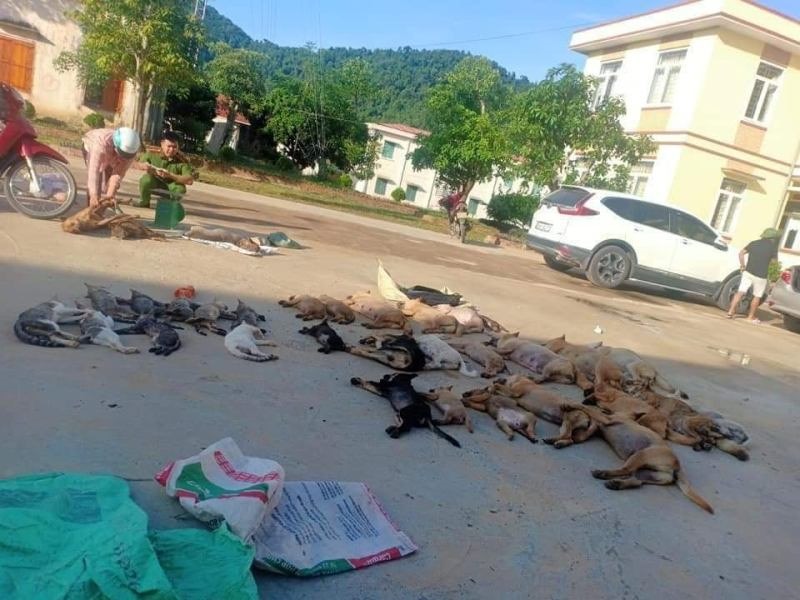 Chỉ trong vòng 4 ngày, 2 đối tượng này đã dùng chất độc Xyanua thả bã và trộm gần nửa tấn chó, mèo trên địa bàn tỉnh Thanh Hóa. Ảnh: Người dân cung cấp.