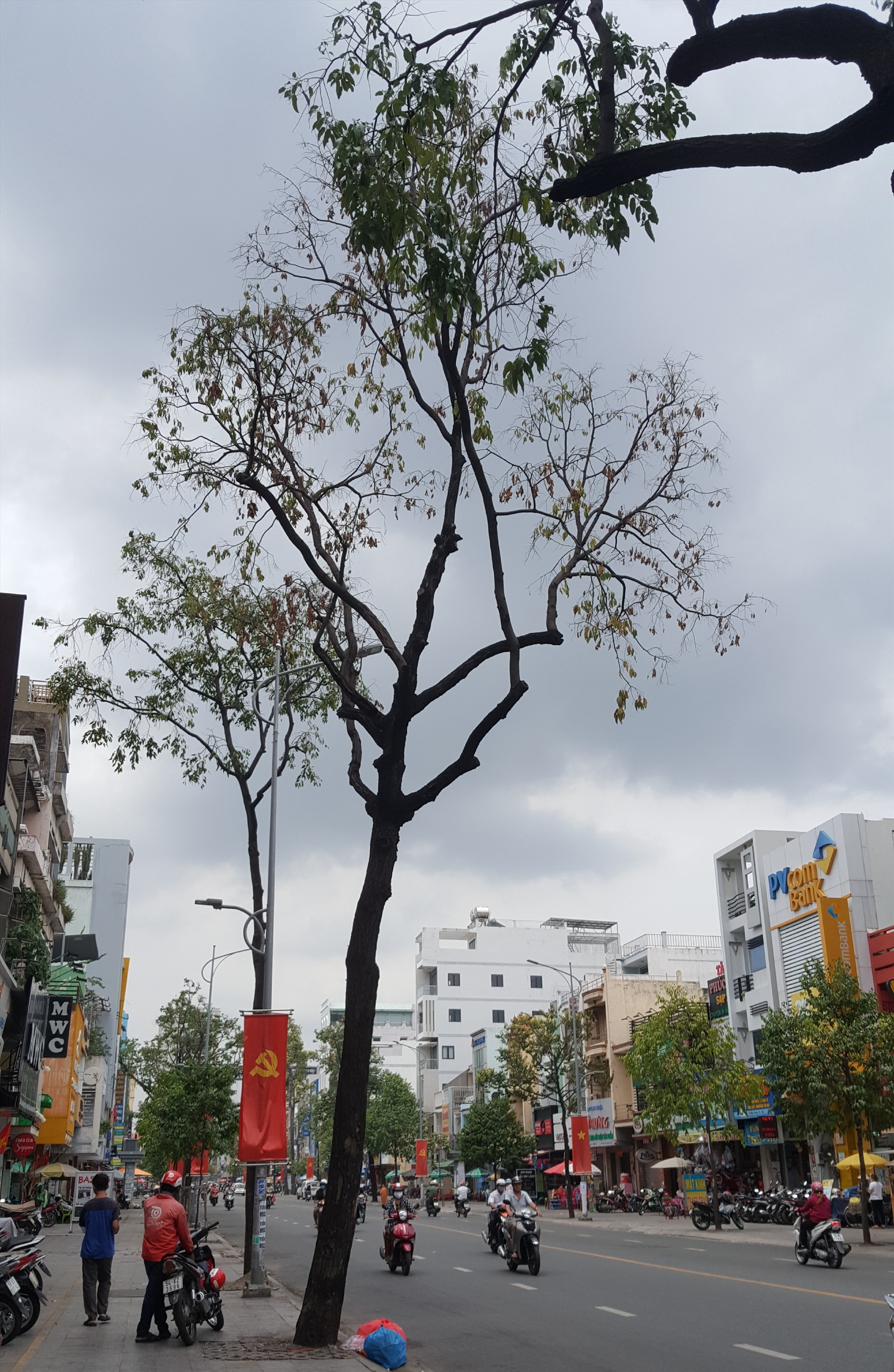 Một cây xanh trên đường Hậu Giang (quận 6) đang chết dần.