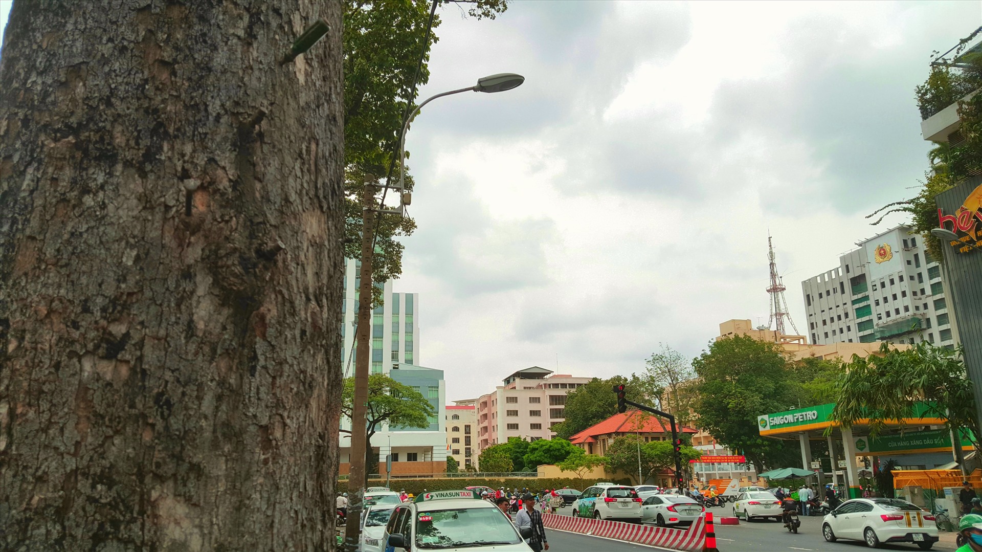 Một cây xanh trên đường An Dương Vương (quận 5) bị đóng chi chít đinh.