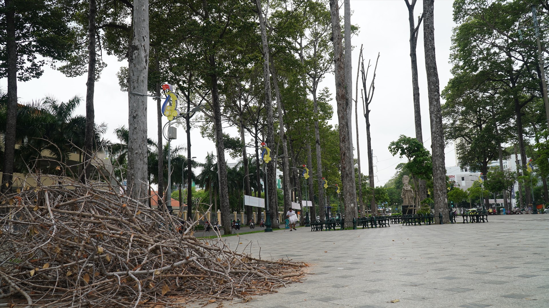 Tại Công viên Văn Lang (quận 5), hàng loạt cây cổ thụ bị chết dần do bê tông hóa.