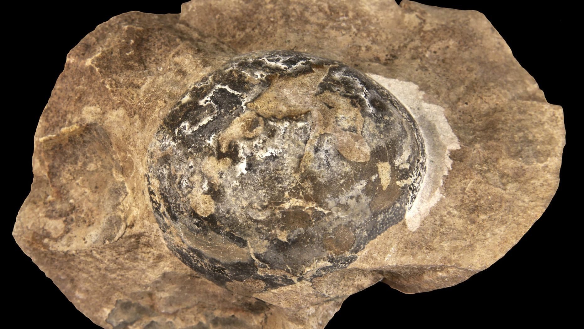 Quả trứng hóa thạch này do Mussaurus, loài khủng long ăn thực vật cổ dài, dài tới 6m và sống từ 227 đến 208,5 triệu năm trước tại khu vực Argentina ngày nay. Ảnh: SWNS.