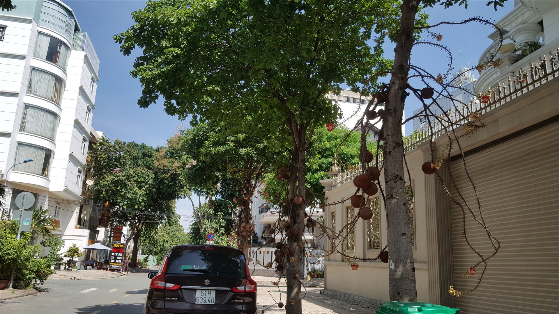 Hàng cây sala trên đường số 6,khu dân cư Trung Sơn (huyện Bình Chánh). Ảnh: HỮU HUY